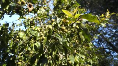 Himalaya Zarafeti: Pyrus pashia, Vahşi Himalaya Armudu Uttarakhand, Hindistan 'daki Lush Green Tree' de Bollukta Asılı.