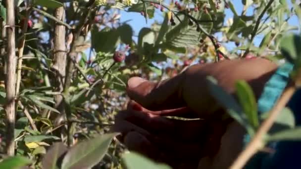 Bayas Rojas Comestibles Rosa Gallica Rosa Francesa Encontrada Región Salvaje — Vídeo de stock