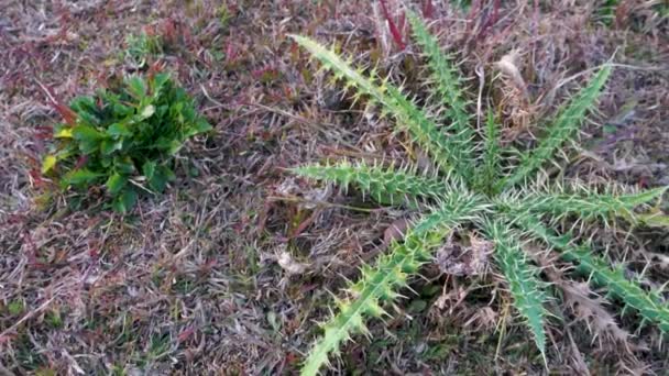 Planta Semeadura Espinhosa Sonchus Asper Região Himalaia Uttarakhand — Vídeo de Stock