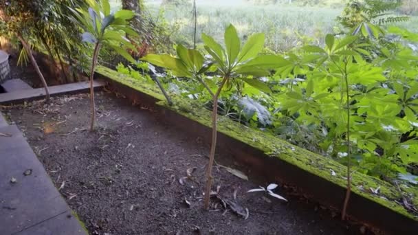 Plantación Carretera Magnolia Champaca Comúnmente Conocida Como Árbol Champa India — Vídeo de stock