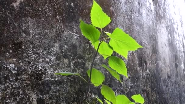 Крупный План Маленького Зеленого Растения Растущего Бетонной Стене Покрытой Водорослями — стоковое видео