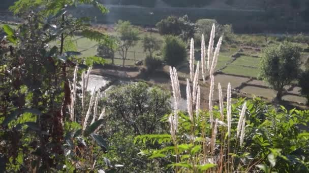 Cogongrass Glow Imperata Cylindrica Leuchtet Der Himalaya Sonne Uttarakhand Indien — Stockvideo