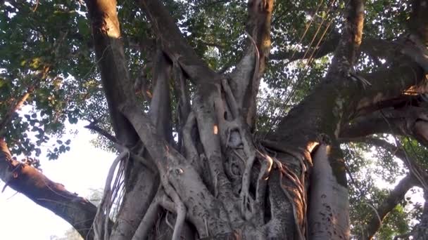 Strzał Bliska Pni Drzewa Ficus Religiosa Znany Jest Również Jako — Wideo stockowe
