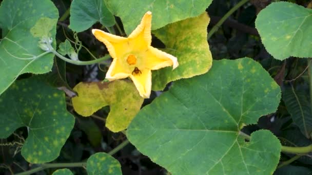 Viña Calabaza Con Hojas Flores Fruta Amarilla Jardín Orgánico Indio — Vídeos de Stock
