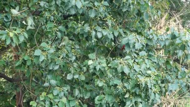 Φύλλα Και Σπόροι Του Cinnamomum Camphora Κοινώς Γνωστά Καμφορά Uttarakhand — Αρχείο Βίντεο