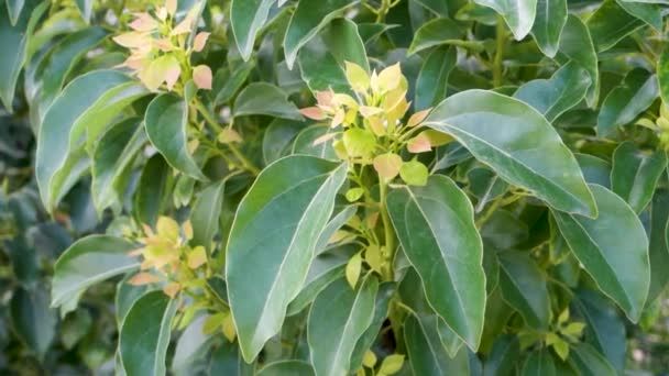 Νέα Μαλακά Φύλλα Αναδύονται Από Cinnamomum Camphora Κοινώς Γνωστό Καμφορά — Αρχείο Βίντεο