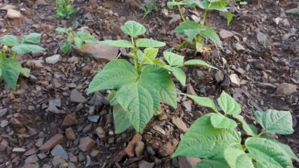 腎臓豆の栽培 一般的な豆 Phaseolus Valgaris ヒマラヤ地域の有機農園 Uttarakhand — ストック動画