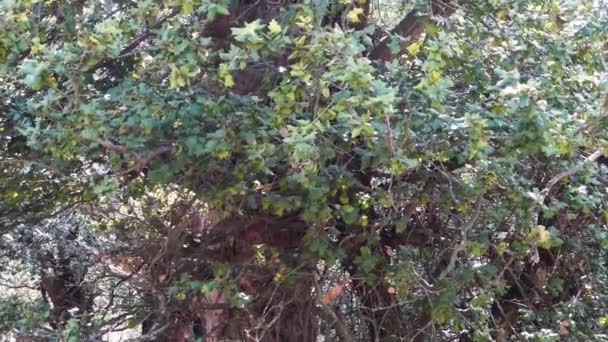 インドの森ヒマチャルプラデシュにあるケルメス オークの葉 クエルカス コシェーラ — ストック動画
