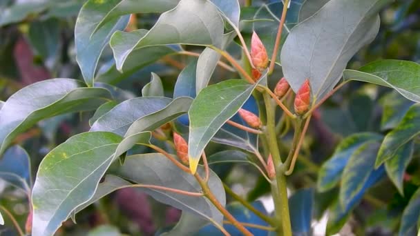 Cinnamomum Camphoraの葉と種子 一般的にCamplusとして知られています ウッタラーカンド インディア — ストック動画