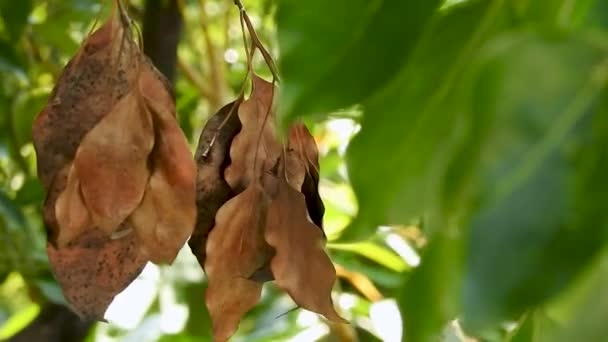 Cinematic Seasonal Transition Dried Cinnamomum Camphora Leaves Uttarakhand Inde Changement — Video