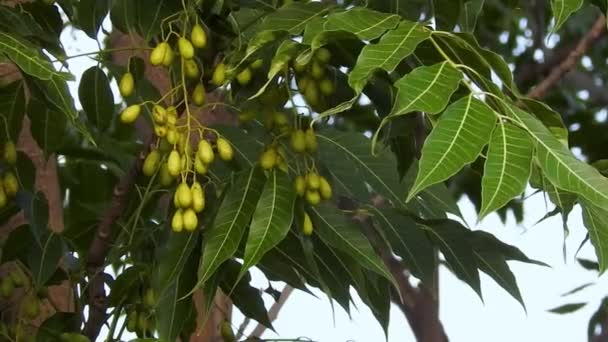 Sementes Lilás Indiano Frutas Folhas Azadirachta Indica Uma Espécie Árvore — Vídeo de Stock