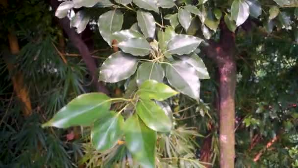 Daun Dan Biji Cinnamomum Camphora Biasa Dikenal Sebagai Camphor Uttarakhand — Stok Video