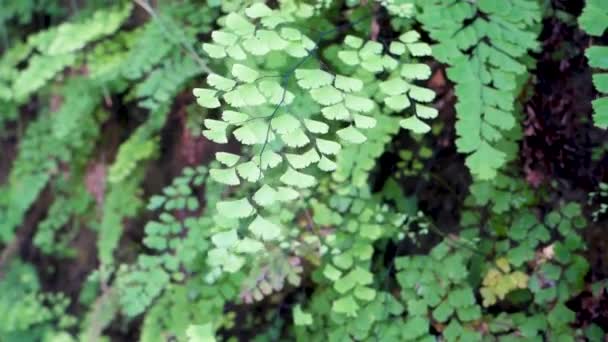 Close Shot Adiantum Capillus Veneris Species Ferns Genus Adiantum Uttarakhand — Stock Video