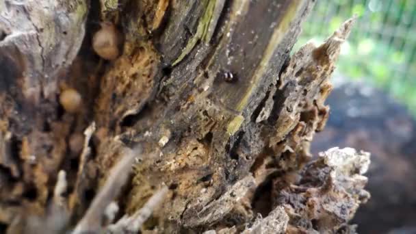 Macro Insect Exploration Close Shot Insect Crawling Rotting Wooden Stump — Wideo stockowe