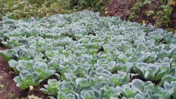 在印度Uttarakhand山区有机种植的花椰菜 甘蓝型油菜花 印度北部喜马拉雅地区 — 图库视频影像