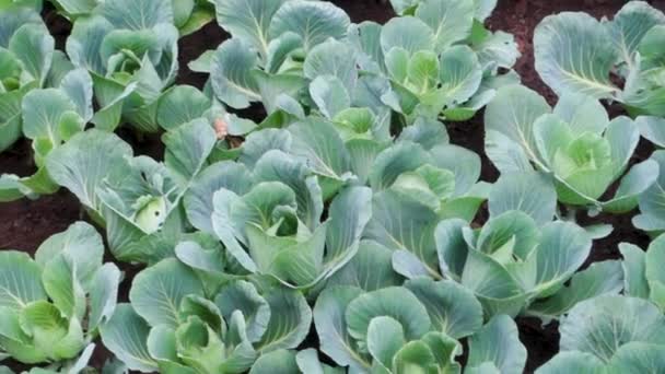 Coliflor Cultivada Orgánicamente Brassica Oleracea Las Colinas Uttarakhand India Región — Vídeo de stock