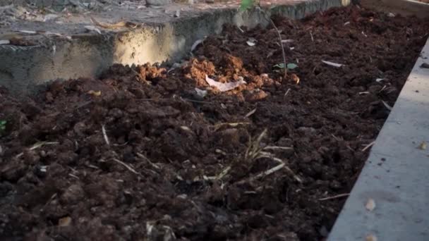 Zbliżenie Zdjęcia Bydlęcego Gnoju Organicznego Indiach Jest Nawóz Organiczny Obornik — Wideo stockowe