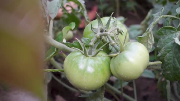 Biologische Boerderij India Groene Tomaten Wijnstok Duurzame Landbouw Die Voedings — Stockvideo