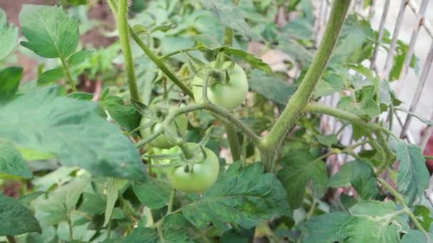 Zbliżenie Surowe Zielone Pomidory Wiszące Kupie Farmie Organicznych Indian Uttarakhand — Wideo stockowe