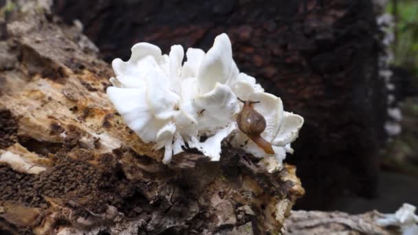 Eine Schnecke Kriecht Über Einen Pilzkörper Den Wäldern Des Himalaya — Stockvideo