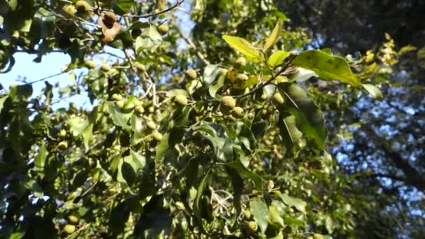 Гималайская Элегантность Pyrus Pashia Wild Himalayan Pear Hanging Abundance Lush — стоковое видео