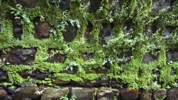 Antika Taş Duvar Uttarakhand Hindistan Yeşil Yosun Kaplamalı Yaşlılık Büyüsü — Stok video