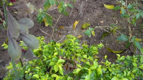Biologische Plantaardige Tuinbesproeiing Uttarakhand India Duurzame Landbouwscene Met Landbouwbewateringsgewassen — Stockvideo