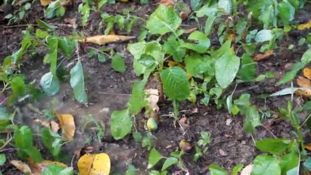 Grădina Legume Organice Udarea Uttarakhand India Scenă Agricultură Durabilă Culturile — Videoclip de stoc