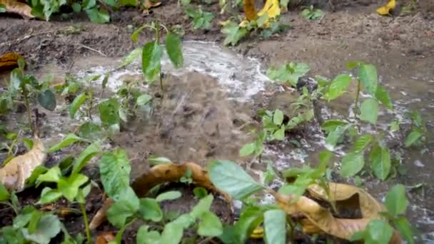 Organic Vegetable Garden Watering Uttarakhand India Sustainable Farming Scene Farmer — Stock Video
