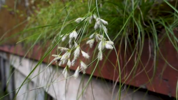 Urban Nature Harmony Hairy Cottongrass Eriophorum Comosum Flourishing Sidewalk Uttarakhand — Stock Video