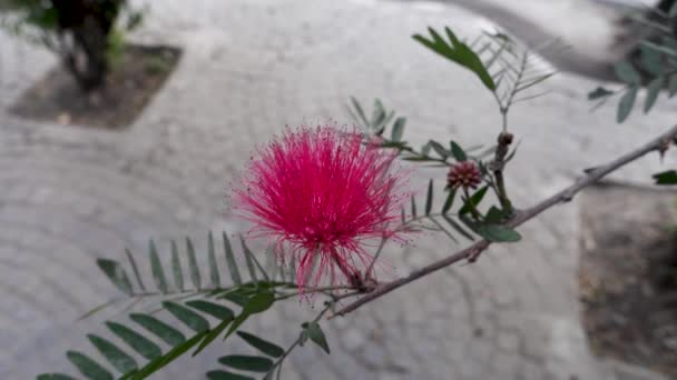 Liście Kwiaty Albizia Julibrissin Perskie Drzewo Jedwabne Różowe Drzewo Jedwabne — Wideo stockowe