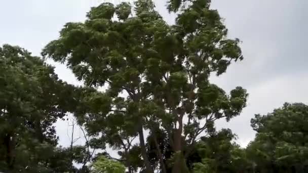 Uttarakhand Storm Intense Winden Thrashing Bomen India — Stockvideo
