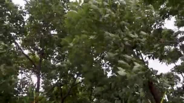 Уттаракхандский Шторм Сильные Ветры Разносят Деревья Индии — стоковое видео