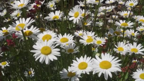 Білі Ромашки Очей Leucanthemum Vul Gar Повному Розквіті Гімалайських Луках — стокове відео