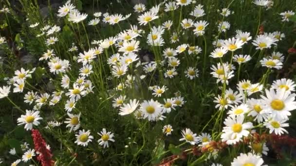 Λευκές Μαργαρίτες Βόδι Leucanthemum Vulgare Πλήρη Άνθιση Στα Λιβάδια Των — Αρχείο Βίντεο