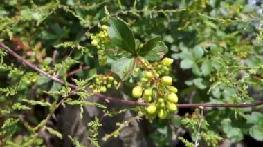 Berberis Darwinii, Berberidaceae familyasından çiçekli, tohum ve yapraklı bir bitki türü. Uttarakhand, Hindistan