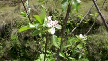 Rosa filiz bitkisinin beyaz çiçekleri. Himalaya Bölgesi Uttarakhand, Hindistan