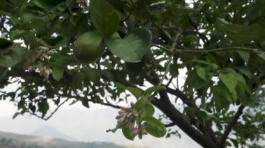Yeşil bir tepe limonu (Galgal) Uttarakhand 'ın organik çiftliklerindeki bir dala asılı, taze, sağlıklı ve organik meyvelerin somut bir örneği..