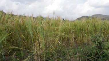 Arpa hasadı Himalaya bölgesinin kırsal kesiminde hasat için hazır. Uttarakhand Hindistan.