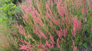 Arrowleaf Rıhtımı (Rumex hastahanesi), Hindistan 'ın Uttarakhand kentindeki tepelerde çiçek açan küçük bir çalı.
