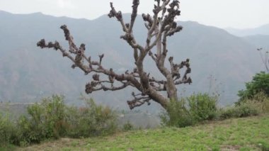 Hindistan 'ın Uttarakhand tepelerindeki olgun bir ağacın aşırı budanması ve tepesi dalsız, yapraksız bir devletle sonuçlanır..