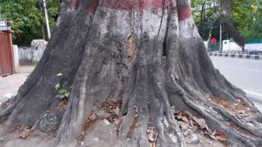 13 Nisan 2022, Dehradun Şehri Uttarakhand Hindistan. Dehradun şehrinin Rajpur bölgesinde bir yolun ortasında büyük bir ağaç gövdesi ve bir ağacın kökleri..