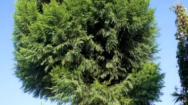 Araucaria araucana, Maymun yapboz ağacının yakından çekilmiş hali.