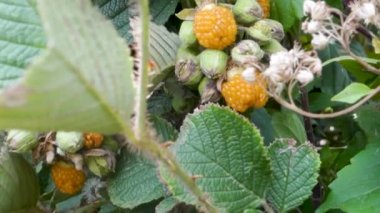 Rubus ellipticus, yaygın olarak altın Himalaya ahududu ya da sarı Himalaya ahududu olarak bilinir. Uttarakhand Hindistan.