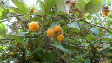 Rubus ellipticus, yaygın olarak altın Himalaya ahududu ya da sarı Himalaya ahududu olarak bilinir. Uttarakhand Hindistan.