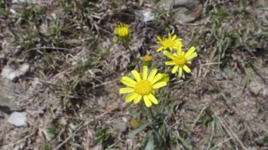 Doğu Groundsel olarak da bilinen Senecio Vernalis 'in sarı çiçekleri. Himalaya bölgesi Uttarakhand, Hindistan