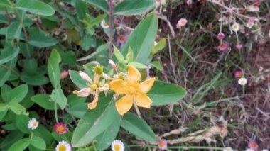 Hypericum yaprak bitkisinin çiçekleri. St. John otçul familyasından Hypericaceae familyasından bir bitki türü. Uttarakhand 'ın Himalaya bölgesi. Hindistan.