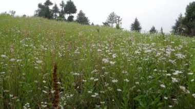 Himalaya Meadows Sinematik Güzellik: Tahri Garhwal 'da Çiçekli Beyaz Zambaklar, Uttarakhand, Hindistan