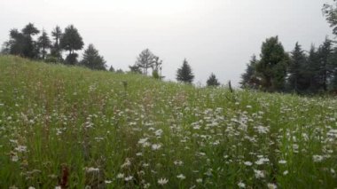 Himalaya Meadows Sinematik Güzellik: Tahri Garhwal 'da Çiçekli Beyaz Zambaklar, Uttarakhand, Hindistan