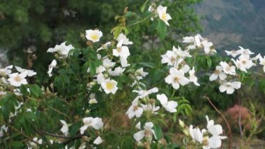 Rosa filiz bitkisinin beyaz çiçekleri. Himalaya Bölgesi Uttarakhand, Hindistan